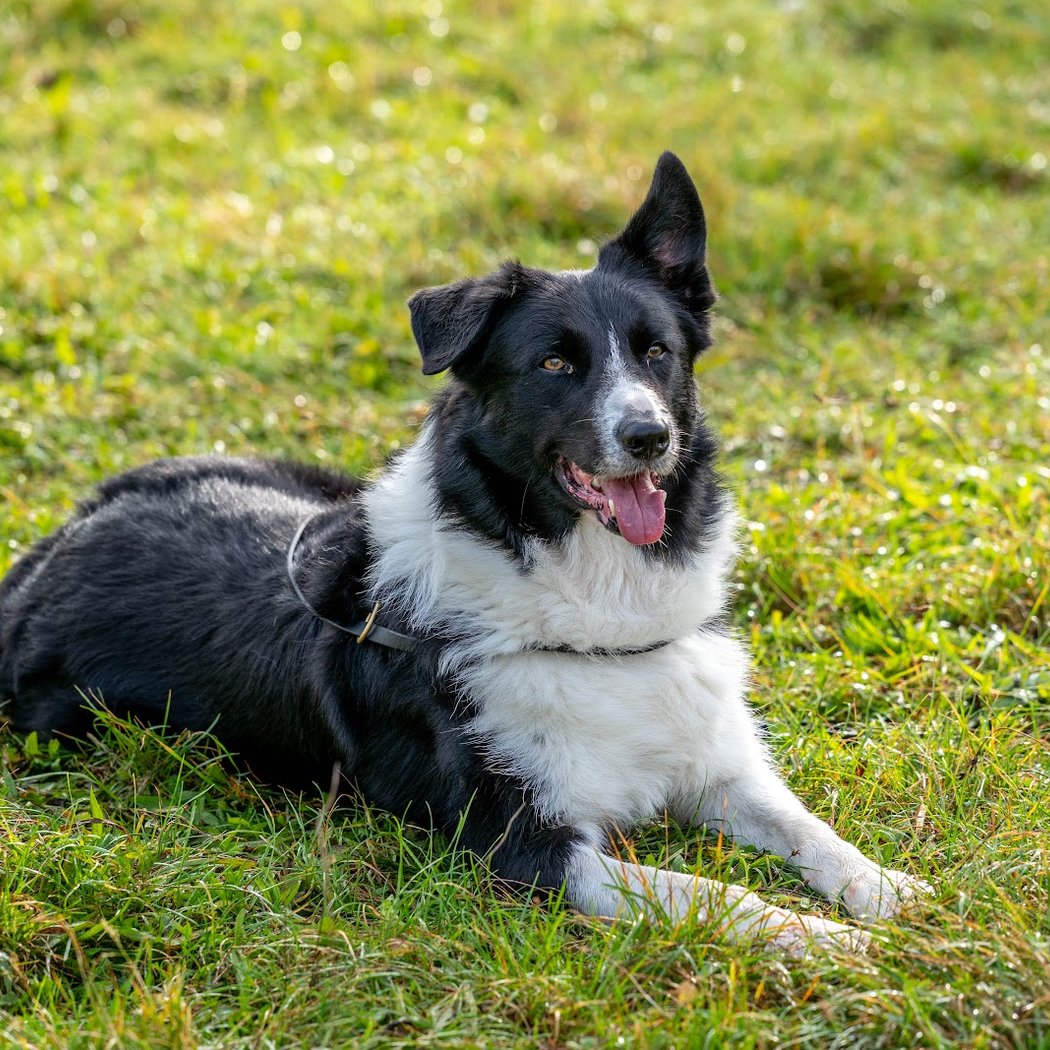 Club Canin de Clichy sous Bois 2
